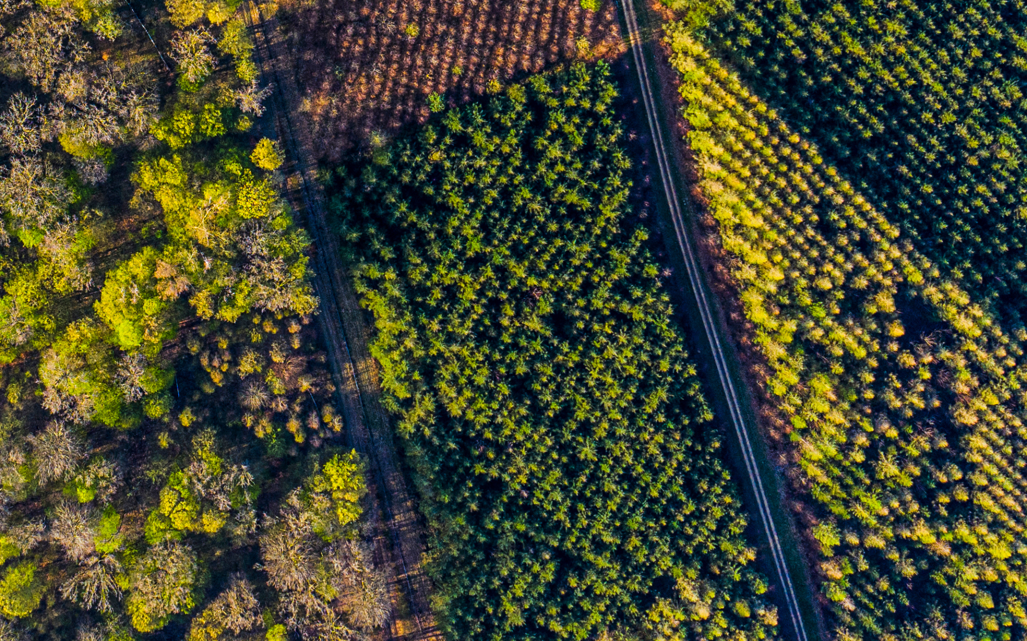 More curse than blessing? Carbon offsetting by planting trees
